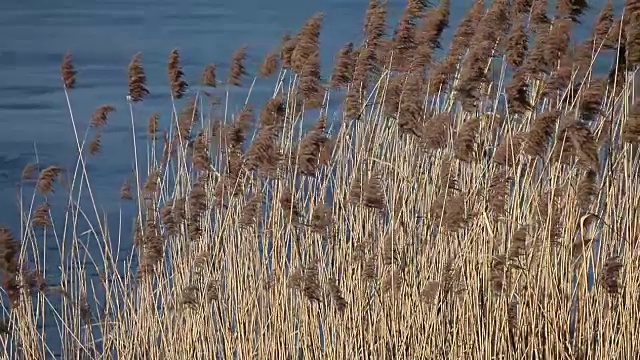 冬天的风景用芦苇覆盖着白霜，映衬着清晨的背景