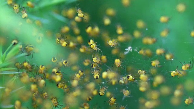 野生环境中新生黄蜂蜘蛛的巢穴