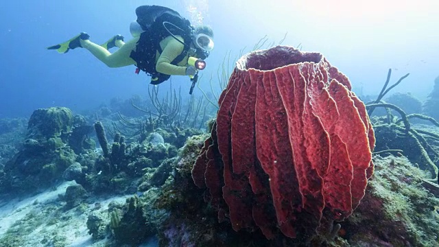 一名潜水员在库拉索岛附近的加勒比海珊瑚礁上，巨大的海绵在前景中