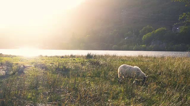 日落时分，苏格兰的Awe和Kilchurn城堡附近的田野里的绵羊