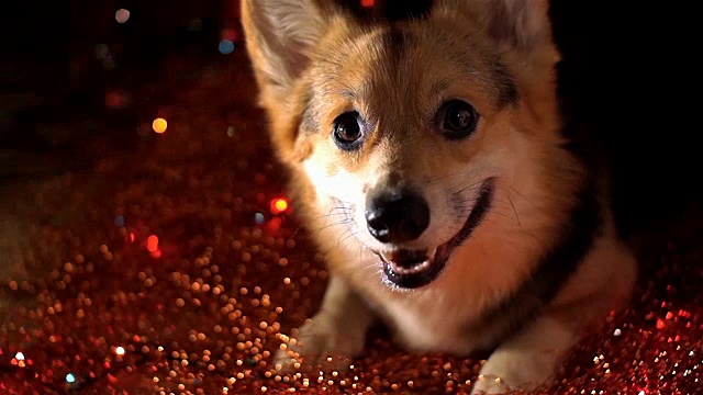 详情图-2018狗年!新年快乐，圣诞快乐!节日快乐!