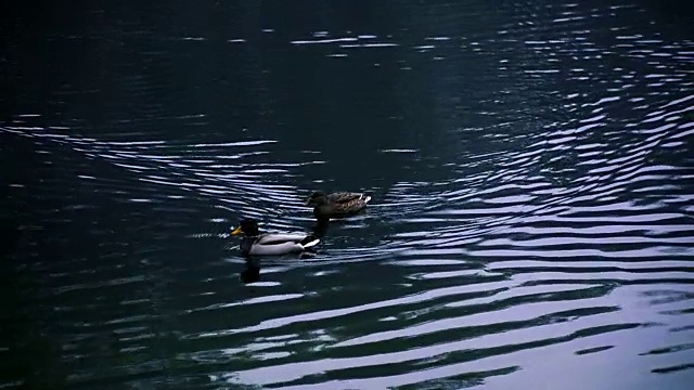 鸭子在湖里游泳。秋天的公园