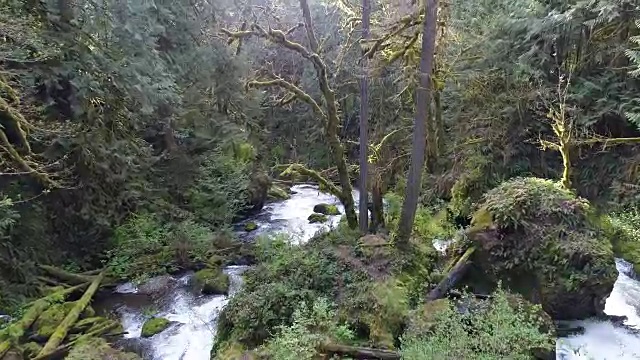 绿色苔藓树河航空太平洋西北华盛顿