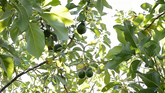 牛油果挂在牛油果树上