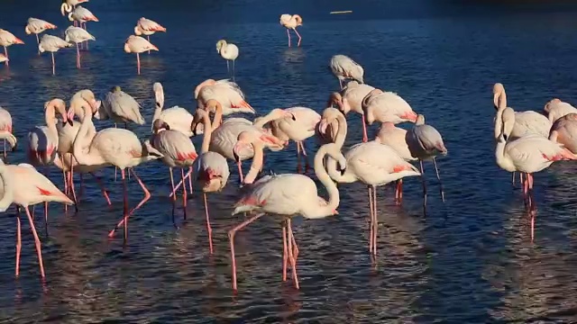詳情圖-更大的火烈鳥，法國柯港的卡瑪格