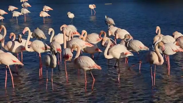 詳情圖-更大的火烈鳥，法國柯港的卡瑪格