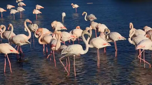 詳情圖-更大的火烈鳥，法國柯港的卡瑪格