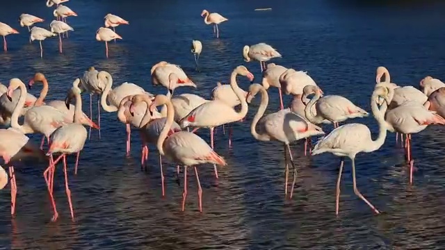 詳情圖-更大的火烈鳥，法國柯港的卡瑪格