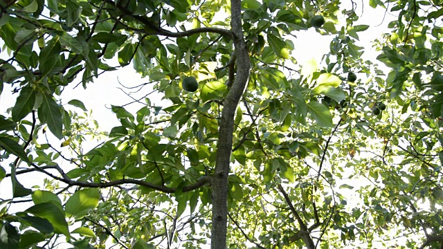 牛油果挂在牛油果树上