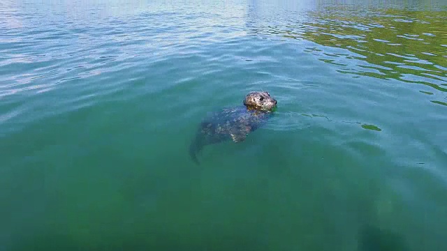 海豹漂浮在水面上