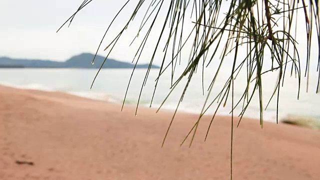 柔软的海浪在沙滩上。蔚蓝的天空和蔚蓝的大海。透过松针观看。普吉岛,泰国
