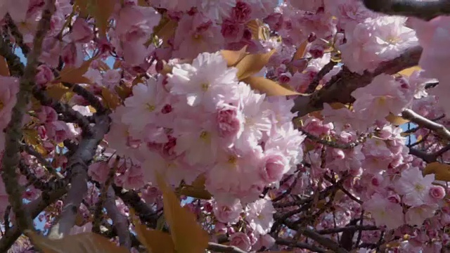 特写的粉红色樱花，杏花或日本樱花