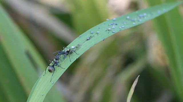 黑蚂蚁互相交流