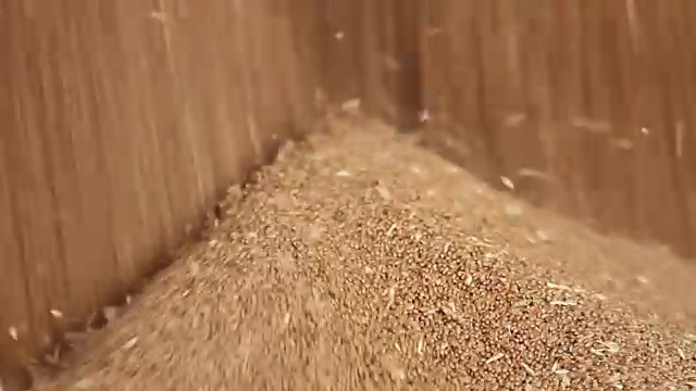 詳情圖-小麥谷物特寫
