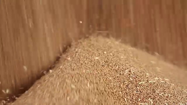 詳情圖-小麥谷物特寫