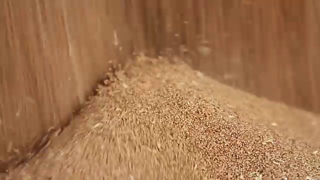 詳情圖-小麥谷物特寫