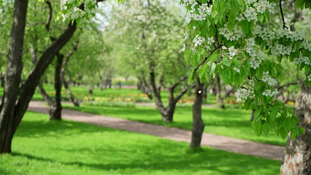 春天盛开的樱花、苹果树和梨树的白色花瓣在风中飞舞，城市公园与室外的树木