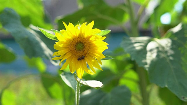 夏日阳光明媚的日子里，一株年轻的向日葵在风中摇摆。蜜蜂从花中采集花蜜。近距离射击。FullHD