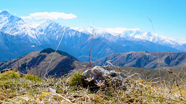 美丽的风景春天的山与蓝色的花番红花，俄罗斯，印古什共和国