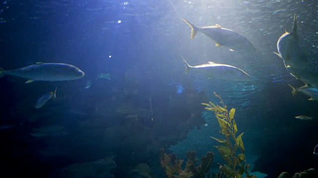 在水族馆里游泳的魟鱼