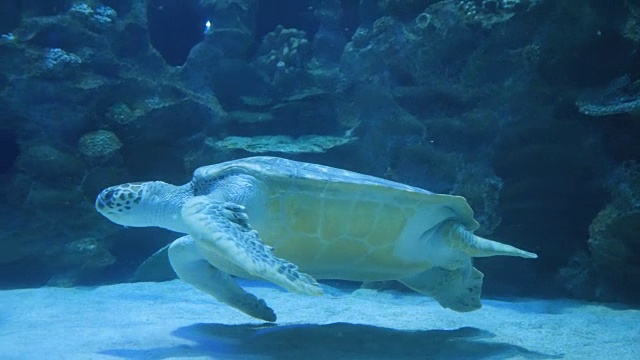 在海洋馆水下游泳的海龟