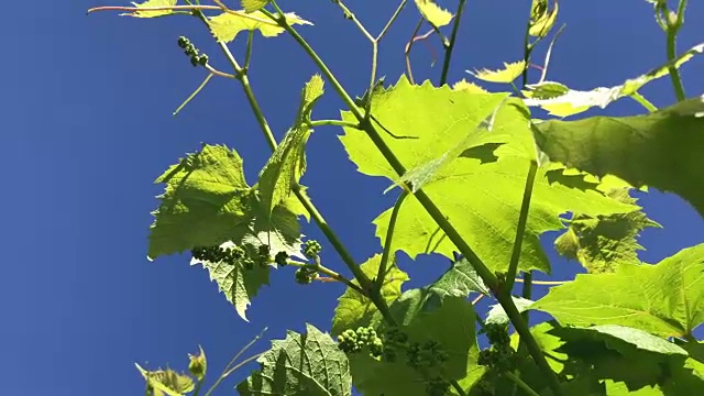 葡萄的嫩叶映衬着蓝天。葡萄藤上可见子房的幼芽和发育成串的葡萄。