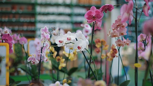 花部盆栽兰花