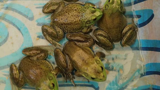 池塘农场里的青蛙。池塘农场的青蛙，120帧/秒的慢镜头