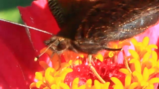 宏观蝴蝶孔雀眼收集花蜜百日草