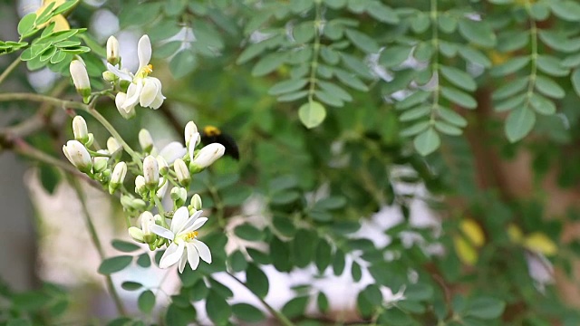 在自然界中以花蜜和花粉为食的木蜂