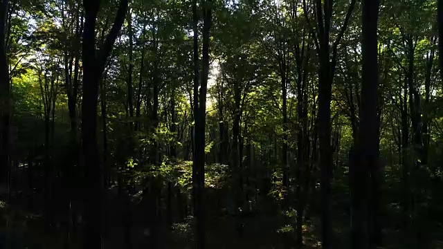 鸟瞰图秋天的森林树木在山上。大自然绿色木材阳光背景。