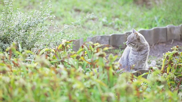 草丛中有只灰猫