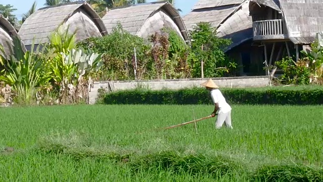 在巴厘岛的稻田里辛勤劳作的农民