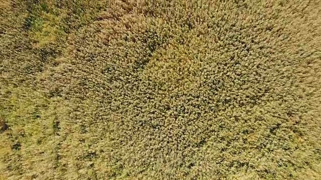 4k沼泽湖芦苇的俯视图。