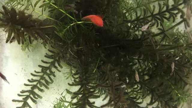 孔雀鱼鱼游泳