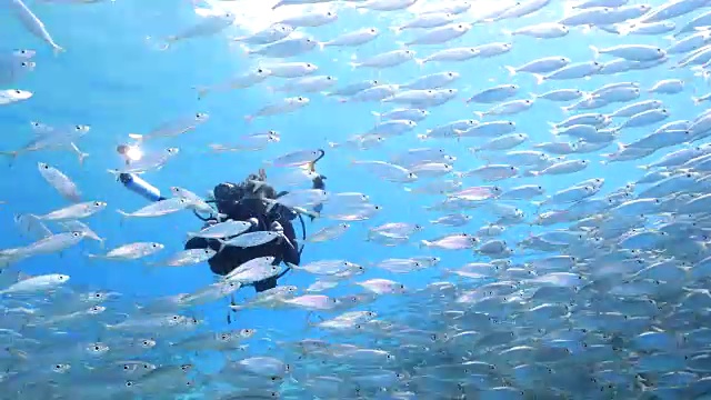 在库拉索岛附近加勒比海珊瑚礁的浅水中跳舞的诱饵球与潜水摄影师