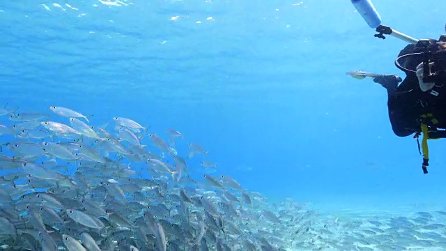 詳情圖-在庫(kù)拉索島附近加勒比海珊瑚礁的淺水中跳舞的誘餌球與潛水?dāng)z影師