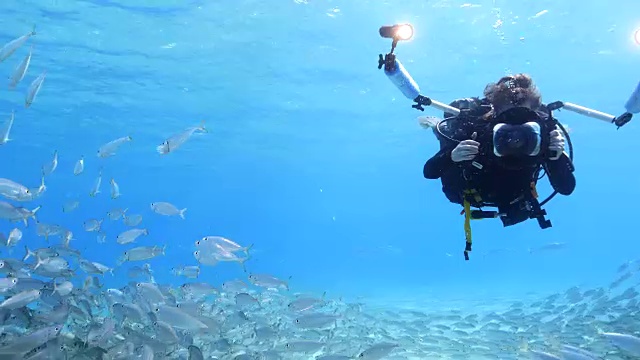詳情圖-在庫(kù)拉索島附近加勒比海珊瑚礁的淺水中跳舞的誘餌球與潛水?dāng)z影師