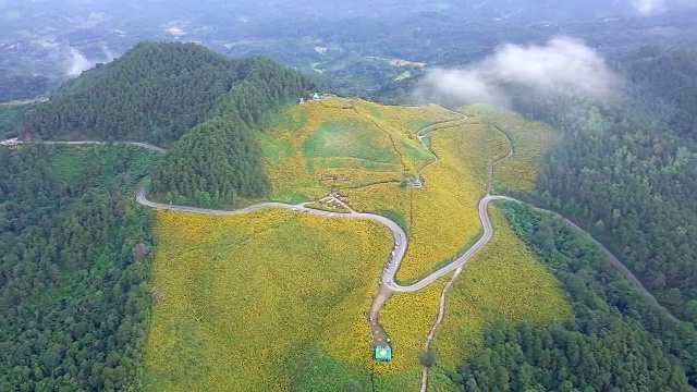 鸟瞰图的墨西哥向日葵Mae Hong Son省泰国