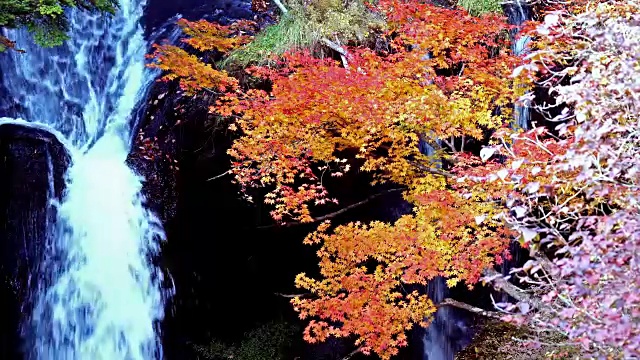 五颜六色的枫叶在秋冬的日本与瀑布的背景