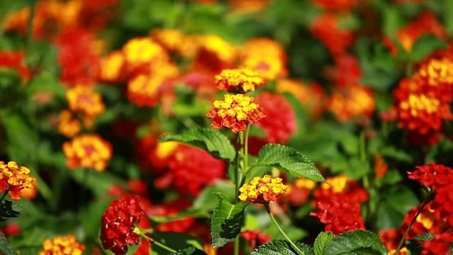 大丽花在晨光中绿色的花园