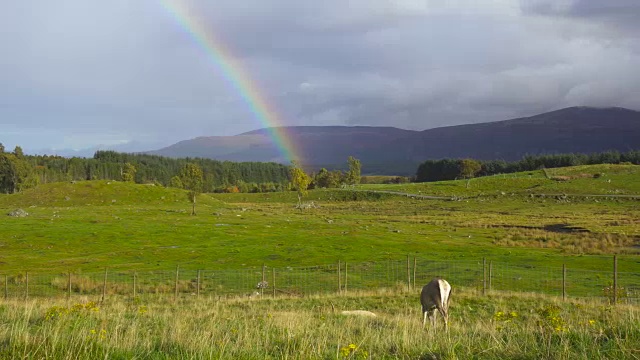 苏格兰公园里的红鹿和背景中的彩虹