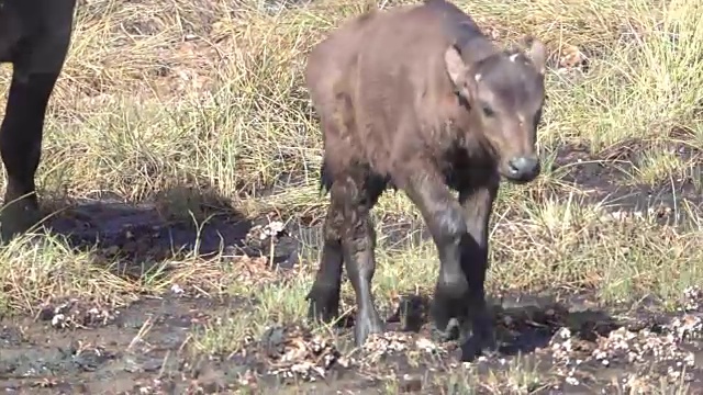 新生的Cape Buffalo Calf由母亲和兽群保护