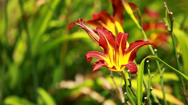 橙色百合盛开在阳光灿烂的花园里