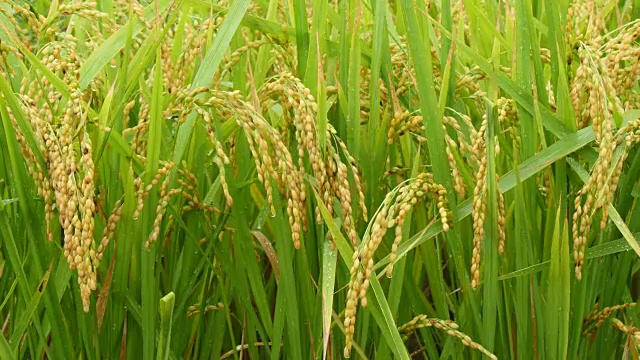 雨中淘拍稻田