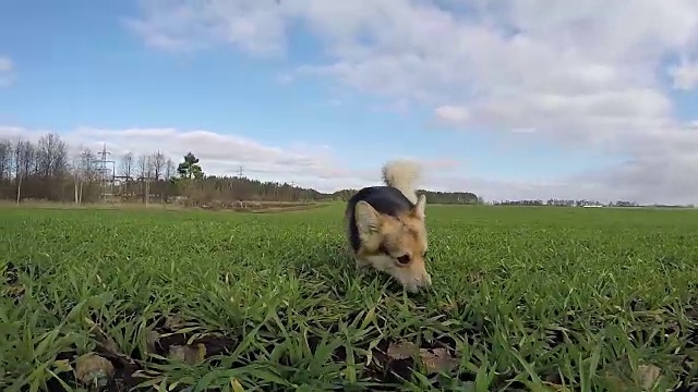 缓慢的射击。威尔士柯基犬在绿地上奔跑嬉戏。