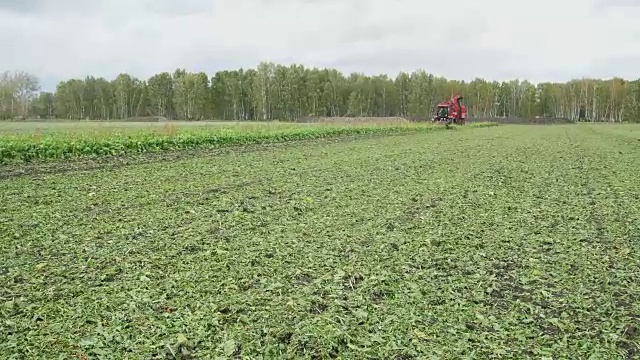 秋末阳光明媚的一天，荷兰田野里的甜菜机械化收割