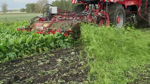 秋末阳光明媚的一天，荷兰田野里的甜菜机械化收割