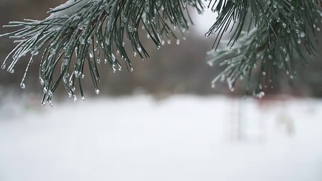 圣诞树背景下的自然雪与轻风在冰柱