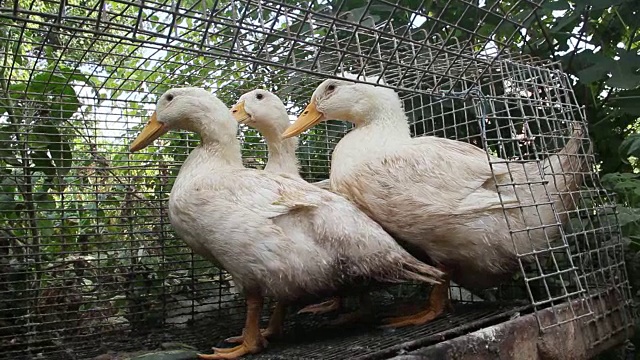 笼子里有几只成年白鸭子